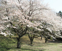 2014年お花見会4