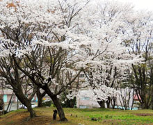 2015年お花見会1