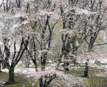 2015年お花見会2