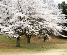 2015年お花見会3