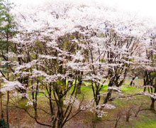 2015年お花見会1