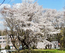 2017年お花見会2