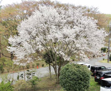 2015年お花見会3