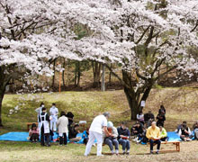 2015年お花見会4