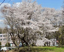 2018年お花見会1