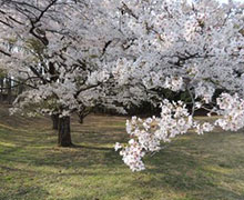 2018年お花見会3