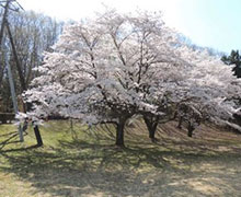 2018年お花見会4