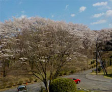 2019年お花見会3