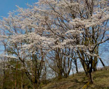 2019年お花見会4