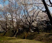 2019年お花見会3