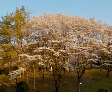 2019年お花見会4