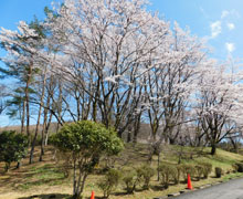 2023年お花見会2