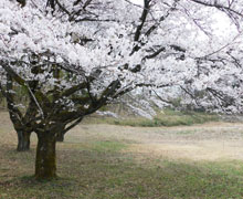 2023年お花見会3